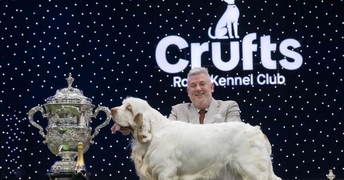 Il cane Bruin conquista il Crufts 2026: chi è il Clumber Spaniel dallo “sguardo un po’ così”