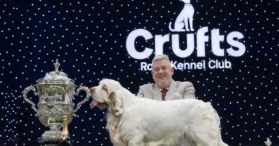 Copertina di Il cane Bruin conquista il Crufts 2026: chi è il Clumber Spaniel dallo “sguardo un po’ così”