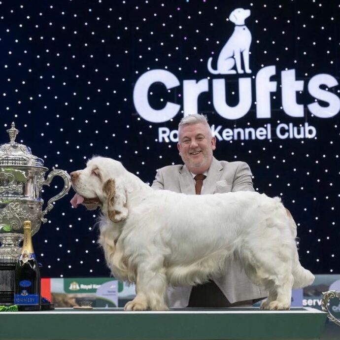 Il cane Bruin conquista il Crufts 2026: chi è il Clumber Spaniel dallo “sguardo un po’ così”
