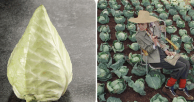 Copertina di Arriva il trend del cavolo: dal New York Times al Guardian è “cabbagecore”