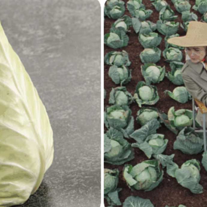 Arriva il trend del cavolo: dal New York Times al Guardian è “cabbagecore”