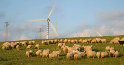 Copertina di Aziende ed esperti “green”     contro l’Unione Sarda: scatta il bavaglio