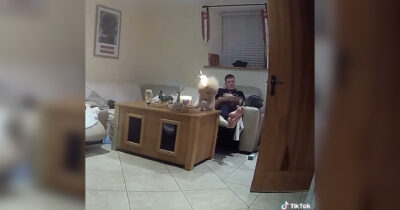 Copertina di Barboncino si avvicina troppo a una candela e prende fuoco alla vigilia di un concorso per cani (ma vince comunque il secondo posto) – Video