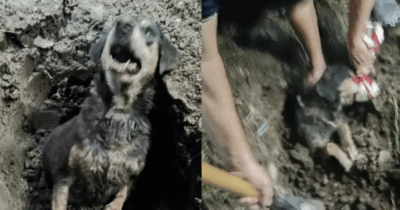 Copertina di Cane anziano sepolto vivo: solo la testa spuntava dalla terra, il muso immobilizzato da nastro adesivo. Il salvataggio in emergenza e la segnalazione per maltrattamento animale