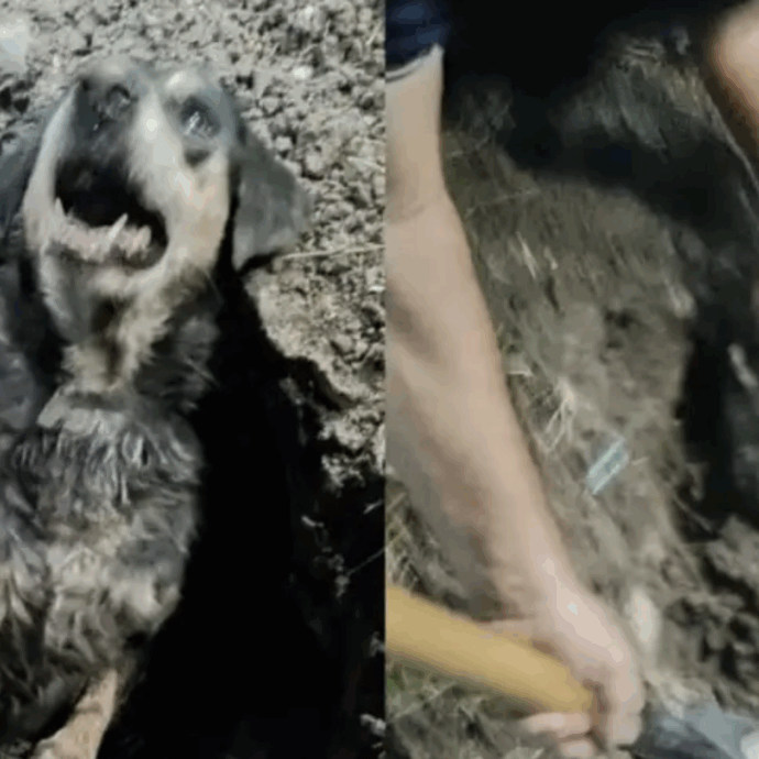 Cane anziano sepolto vivo: solo la testa spuntava dalla terra, il muso immobilizzato da nastro adesivo. Il salvataggio in emergenza e la segnalazione per maltrattamento animale