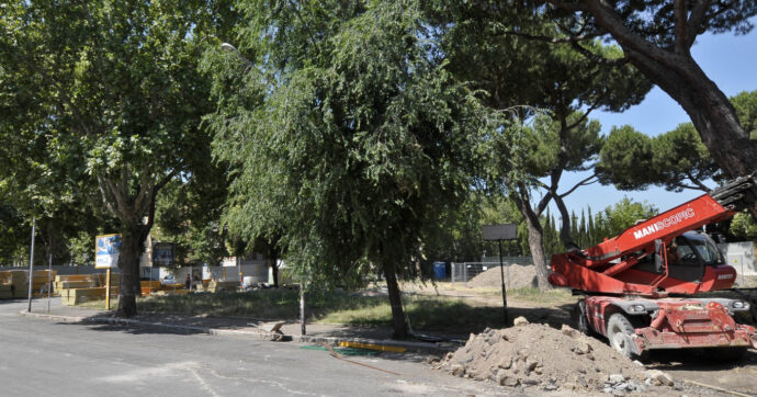 Roma, ricorso al Tar contro la strage di alberi: “Abbattimenti anche nei cantieri della metro C. Aggirata la legge con la scusa dei trapianti”