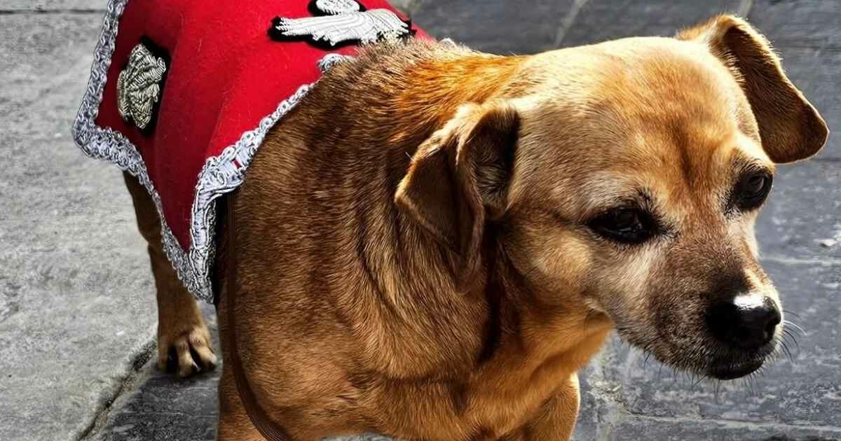 “È un cane speciale”: chi è Briciola, la mascotte del Quirinale che mette in riga i cavalli tra pettorine tricolore, cerimonie solenni e le sue giornate raccontate su Instagram