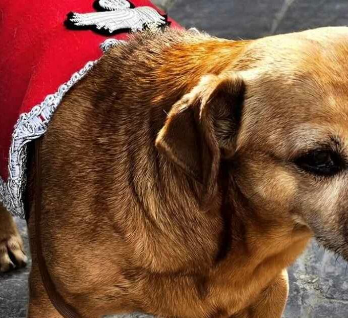 “È un cane speciale”: chi è Briciola, la mascotte del Quirinale che mette in riga i cavalli tra pettorine tricolore, cerimonie solenni e le sue giornate raccontate su Instagram