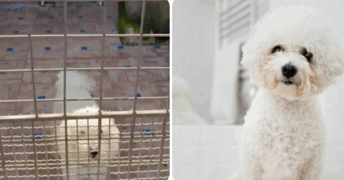 Scoperto allevamento abusivo in un solaio: 26 barboncini toy tenuti tra escrementi e liquami, poi venduti sui social per 1200 euro