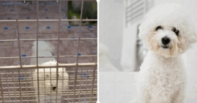 Copertina di Scoperto allevamento abusivo in un solaio: 26 barboncini toy tenuti tra escrementi e liquami, poi venduti sui social per 1200 euro