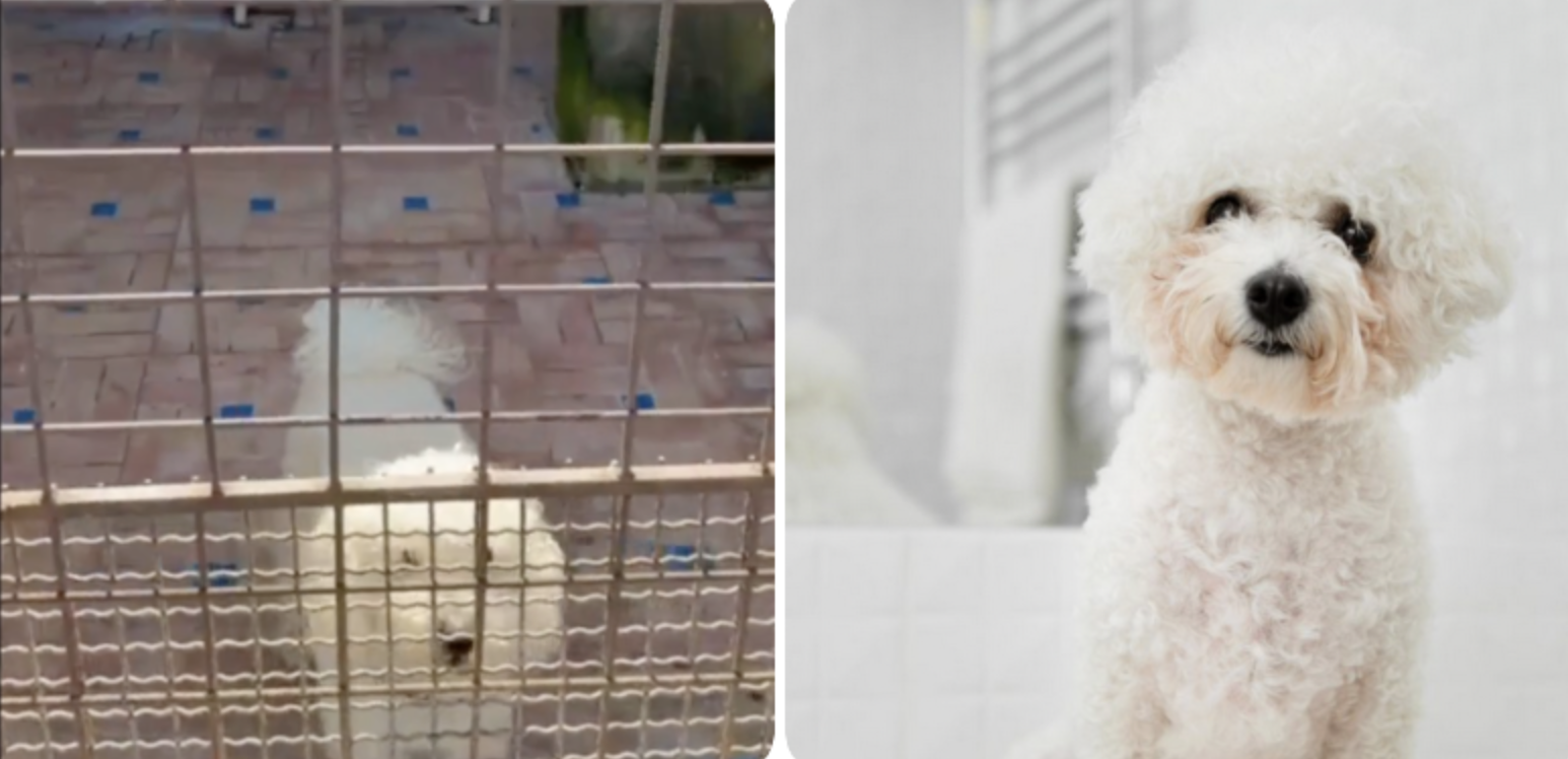 Scoperto allevamento abusivo in un solaio: 26 barboncini toy tenuti tra escrementi e liquami, poi venduti sui social per 1200 euro