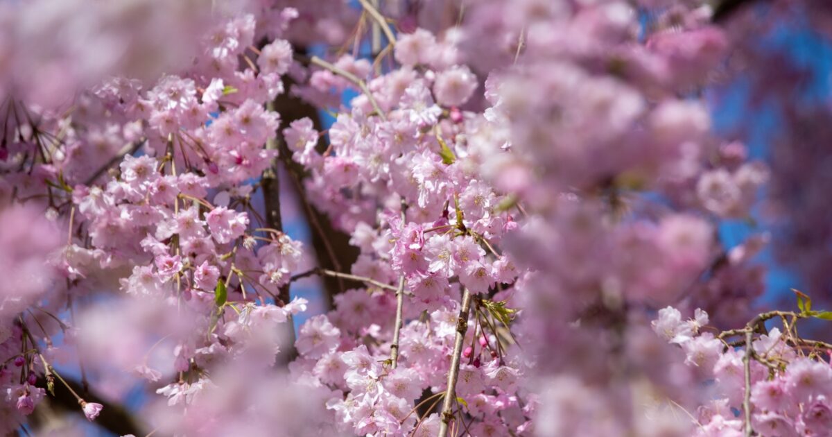 Equinozio di primavera 2026: ecco perché non inizia il 21 marzo (e non succederà fino al 2102)