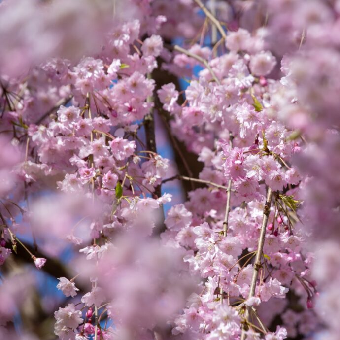 Equinozio di primavera 2026: ecco perché non inizia il 21 marzo (e non succederà fino al 2102)