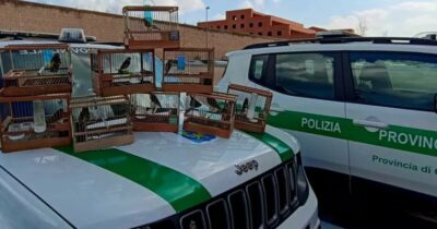 Copertina di Canarini e cardellini accecati per farli cantare meglio, denunciato un 38enne nel Casertano