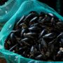 Copertina di Caldo estremo, moria di cozze e vongole nell’Alto Adriatico: “I cambiamenti climatici provocano alla pesca danni per 200 milioni di euro all’anno”