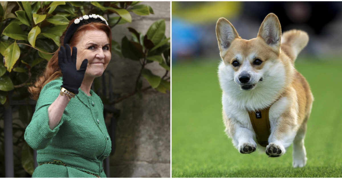 “Sarah Ferguson per i soldi era pronta a portare in tv i Corgi della regina Elisabetta II e a clonarli. Le trattative erano avviate”: l’indiscrezione