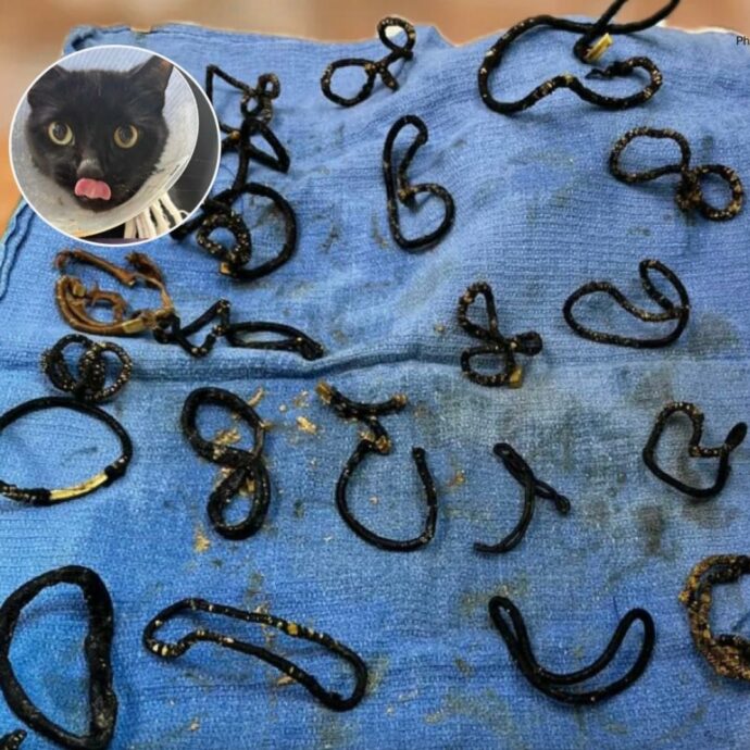 Gatto salvato dopo aver ingerito 26 elastici per capelli: la storia incredibile di Midnite diventa virale