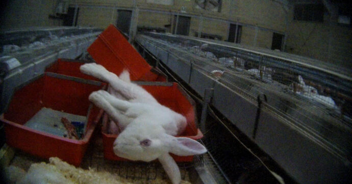 Copertina di Uccisioni choc, carcasse nelle gabbie e rischi sanitari: la videoinchiesta in un allevamento di conigli in Veneto