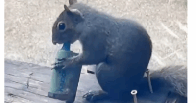 Copertina di Boom di scoiattoli che “fumano” le sigarette elettroniche: gli esperti lanciano l’allarme per i roditori “svapatori”, ecco cosa sta succedendo – VIDEO