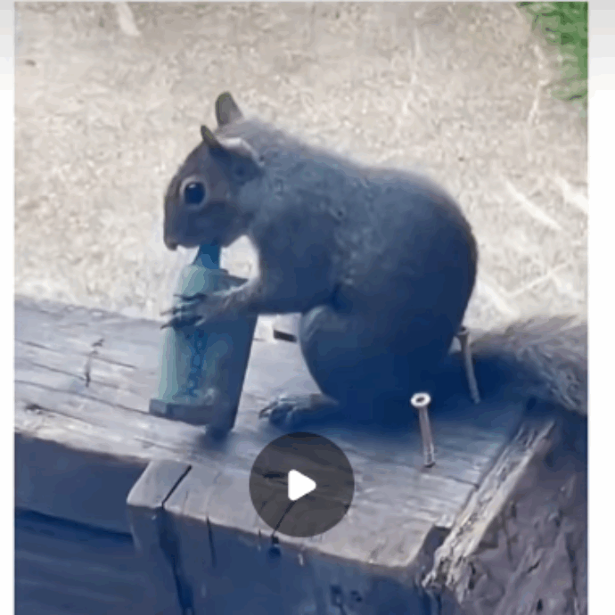 Boom di scoiattoli che “fumano” le sigarette elettroniche: gli esperti lanciano l’allarme per i roditori “svapatori”, ecco cosa sta succedendo – VIDEO