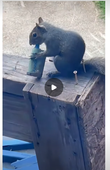 Boom di scoiattoli che “fumano” le sigarette elettroniche: gli esperti lanciano l’allarme per i roditori “svapatori”, ecco cosa sta succedendo – VIDEO