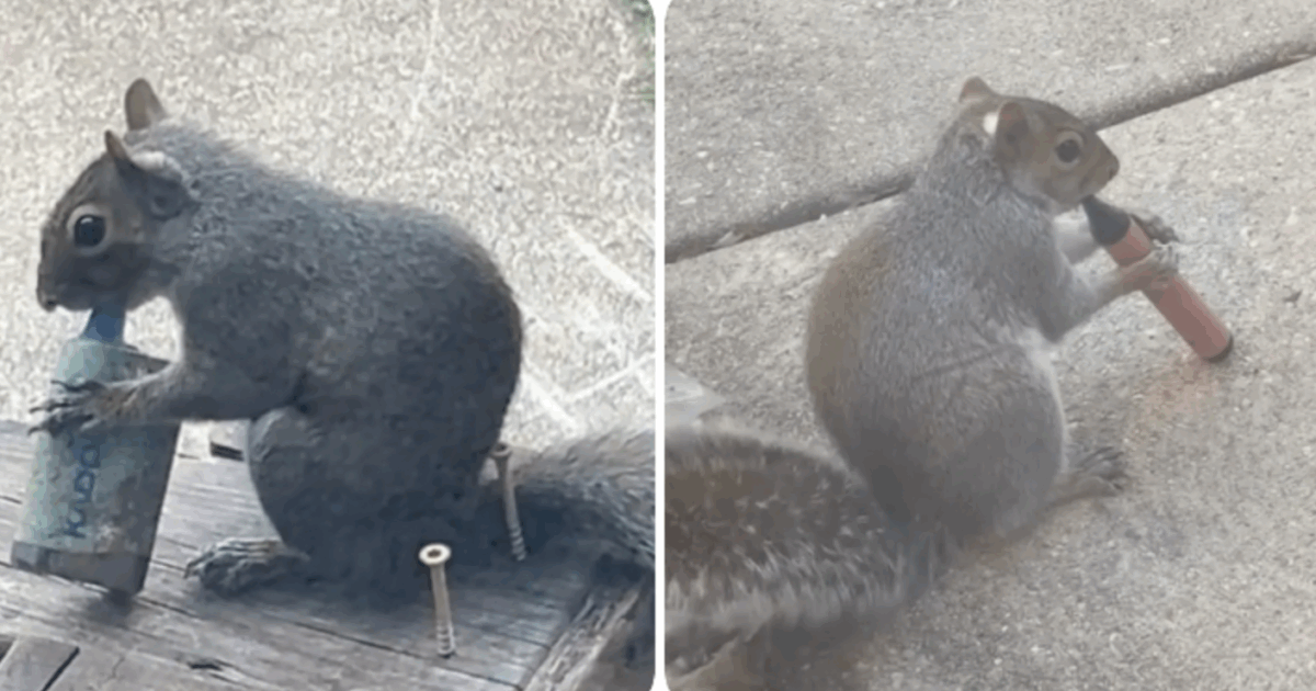 Scoiattoli fimati mentre “svapano” sigarette elettroniche raccolte dalla strada: i video virali e i pericoli per i piccoli roditori