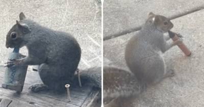 Copertina di Scoiattoli fimati mentre “svapano” sigarette elettroniche raccolte dalla strada: i video virali e i pericoli per i piccoli roditori