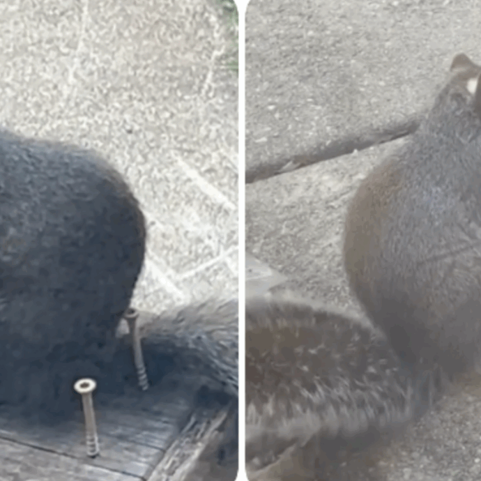 Scoiattoli fimati mentre “svapano” sigarette elettroniche raccolte dalla strada: i video virali e i pericoli per i piccoli roditori