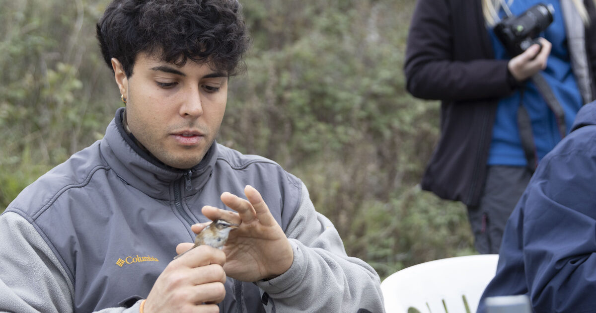 Davide Taurozzi, volontario Lipu, e la salvaguardia del fratino: “Nidificano sulle nostre spiagge, attenti a liberare i cani”