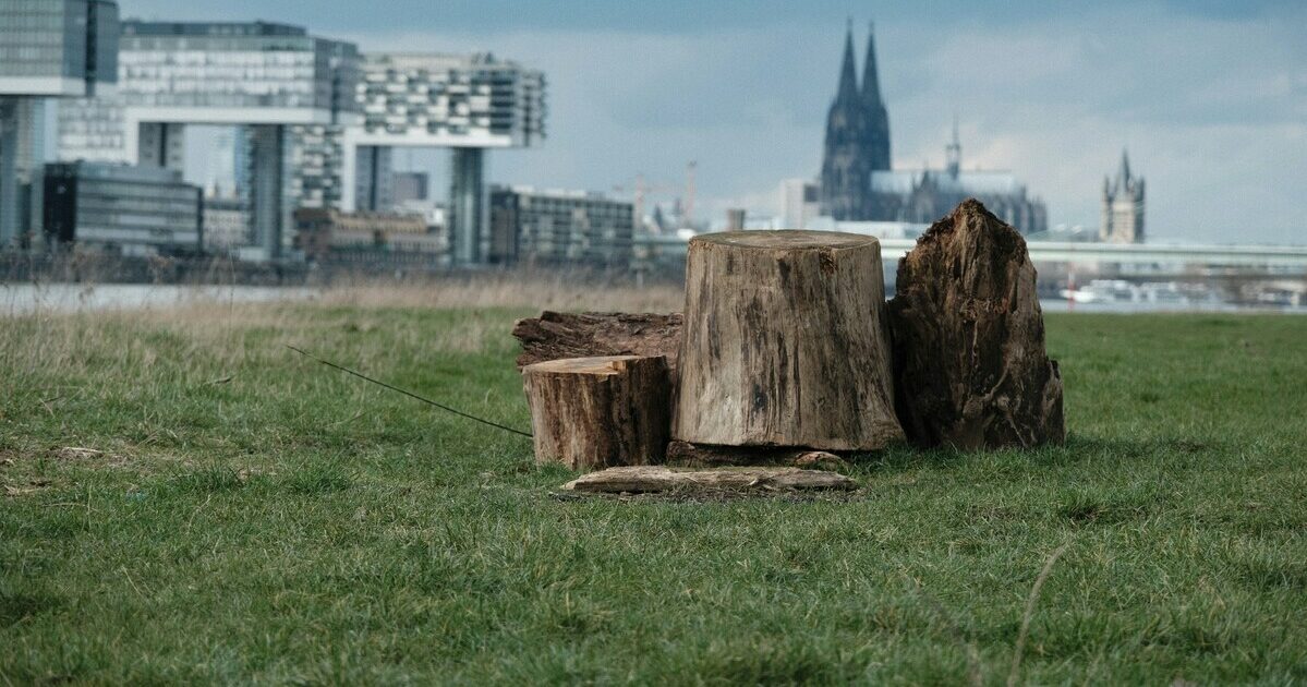 Abbattimento degli alberi in città, in arrivo le Linee guida proposte dagli agronomi: “Ogni decisione dovrà rispettare criteri nazionali”