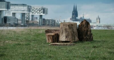 Copertina di Abbattimento degli alberi in città, in arrivo le Linee guida proposte dagli agronomi: “Ogni decisione dovrà rispettare criteri nazionali”
