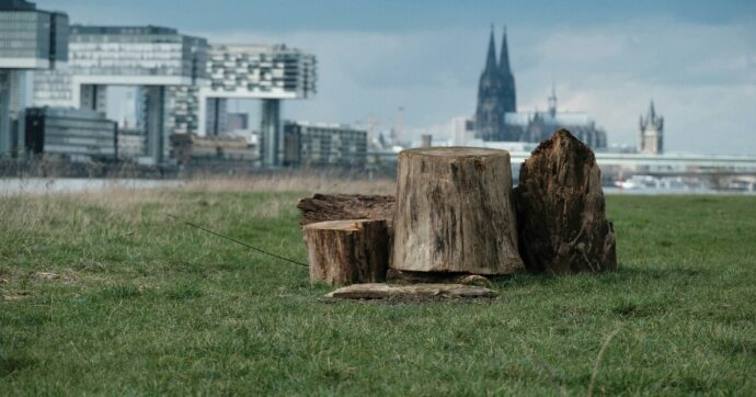 Abbattimento degli alberi in città, in arrivo le Linee guida proposte dagli agronomi: “Ogni decisione dovrà rispettare criteri nazionali”