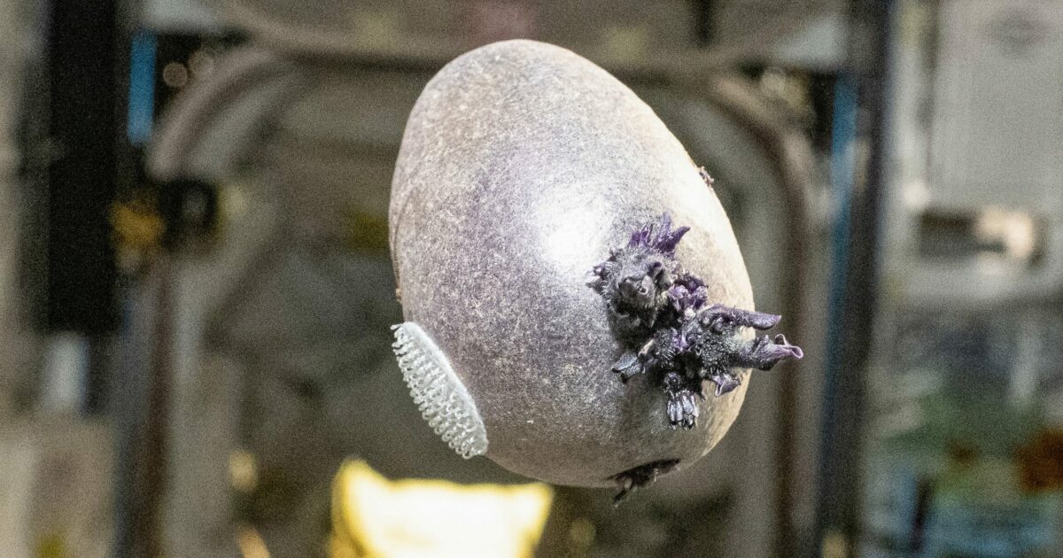 “Non è un alieno, è Spudnik-1”: l’astronauta della Nasa Don Petitt mostra su X una patata “aliena” con tentacoli a bordo della Stazione Spaziale Internazionale