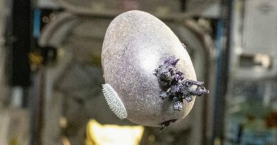 Copertina di “Non è un alieno, è Spudnik-1”: l’astronauta della Nasa Don Petitt mostra su X una patata “aliena” con tentacoli a bordo della Stazione Spaziale Internazionale