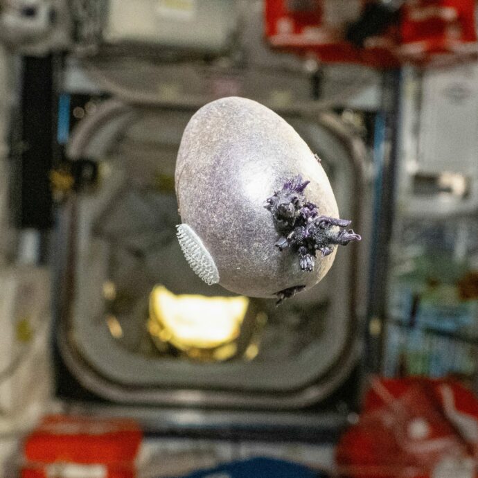 “Non è un alieno, è Spudnik-1”: l’astronauta della Nasa Don Petitt mostra su X una patata “aliena” con tentacoli a bordo della Stazione Spaziale Internazionale