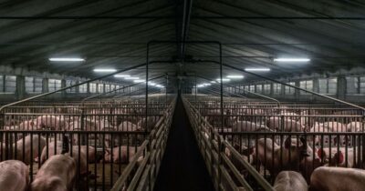 Copertina di Allevamenti intensivi: la trappola della Lombardia con i suoi maxi stabilimenti inquinanti. Il caso del Comune che prova a resistere, ma si trova la Regione contro