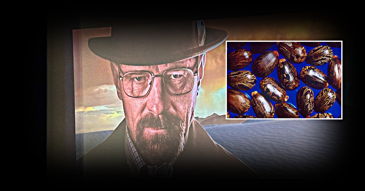 Cos’è la ricina, sostanza letale per madre e figlia morte a Campobasso e “famosa” grazie alla serie “Breaking Bad”