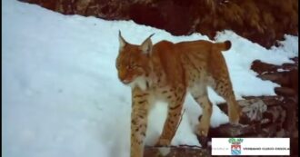 La lince torna a mostrarsi in Ossola, il "fantasma delle foreste" tra i boschi innevati