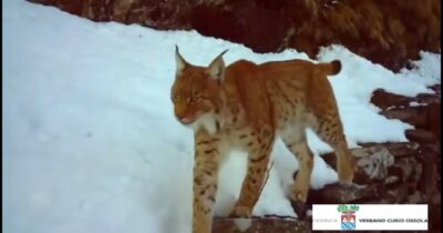 Copertina di La lince torna a mostrarsi in Ossola, il “fantasma delle foreste” si muove tra i boschi innevati: il video
