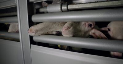 Copertina di Incastrati, con le zampe rotte e senz’acqua: ecco come vengono trasportati gli agnelli che arrivano in Italia per Pasqua