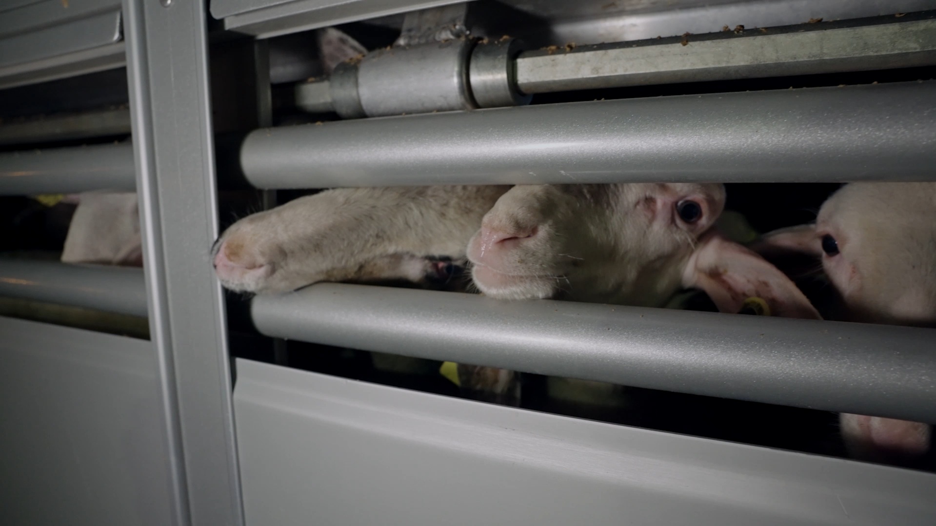 Incastrati, con le zampe rotte e senz’acqua: ecco come vengono trasportati gli agnelli che arrivano in Italia per Pasqua