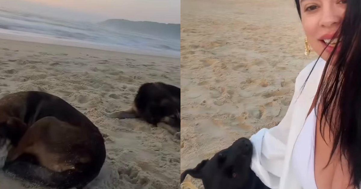 “Non sono sola, vero?”: tre cani si avvicinano a una donna e trasformano il suo compleanno in un momento inatteso e commovente – IL VIDEO