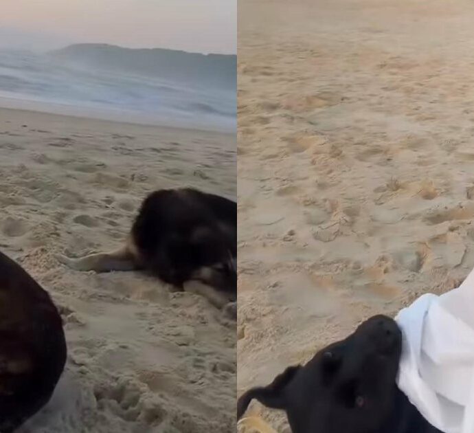 “Non sono sola, vero?”: tre cani si avvicinano a una donna e trasformano il suo compleanno in un momento inatteso e commovente – IL VIDEO