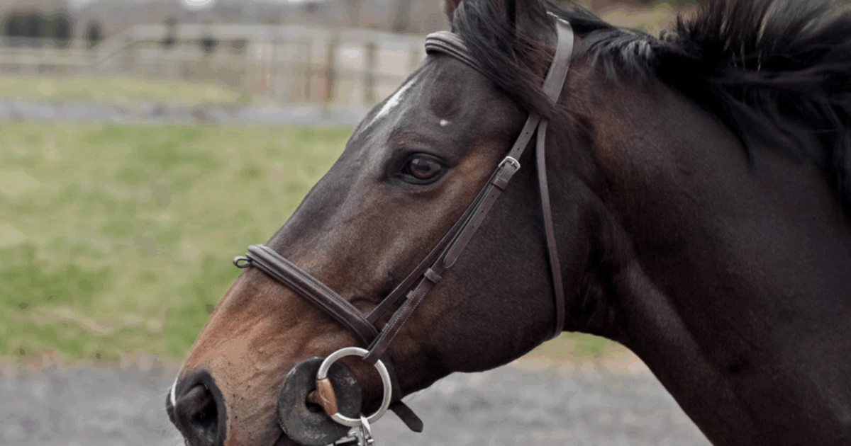 Paura in campagna a Montalcino, cavallo si imbizzarrisce durante un’escursione, quattro feriti