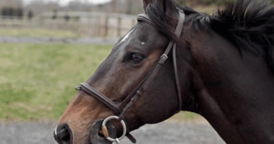 Copertina di Paura in campagna a Montalcino, cavallo si imbizzarrisce durante un’escursione, quattro feriti