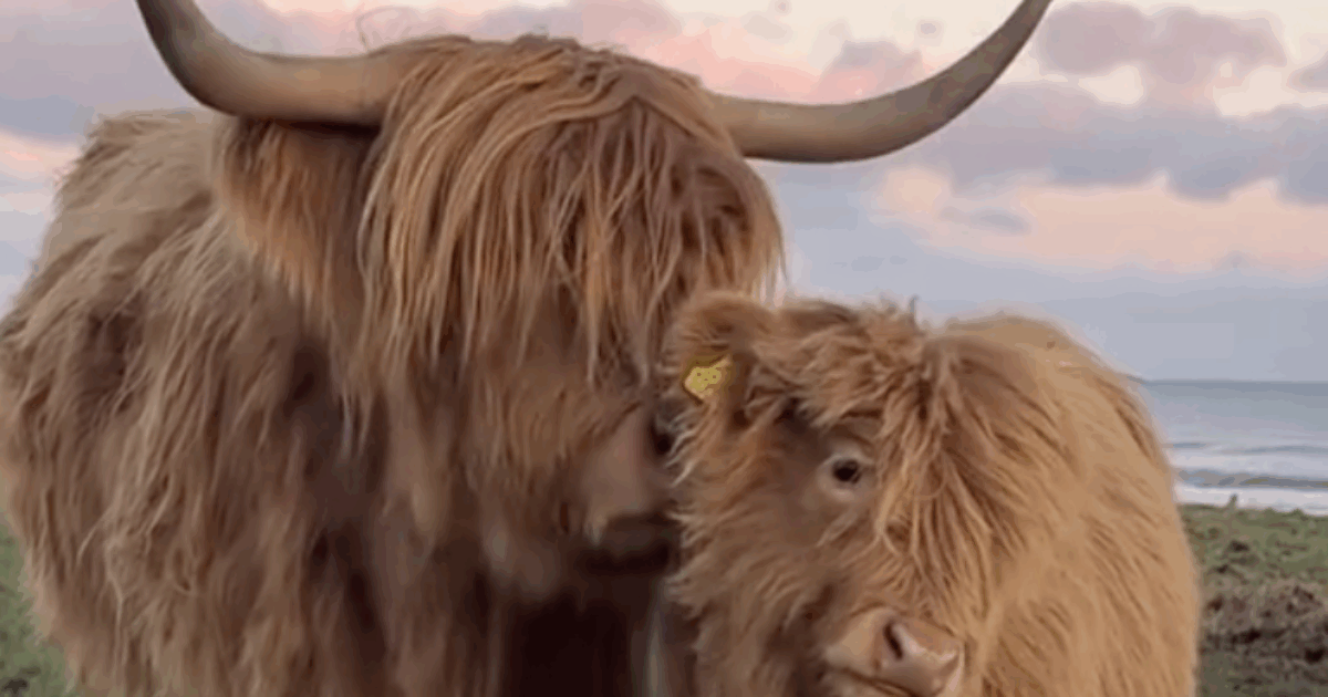 “Le mucche erano stressate: troppa vicinanza con gli uomini, avevano persino difficoltà a riposare”. Nel Kent la decisione di nascondere i bovini dagli influencer ‘senza limiti’