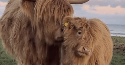 Copertina di “Le mucche erano stressate: troppa vicinanza con gli uomini, avevano persino difficoltà a riposare”. Nel Kent la decisione di nascondere i bovini dagli influencer ‘senza limiti’