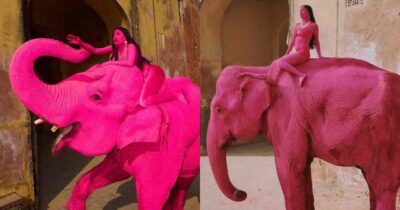 Copertina di L’elefantessa rosa di Jaipur muore cinque mesi dopo lo shooting virale: polemiche e critiche contro la fotografa