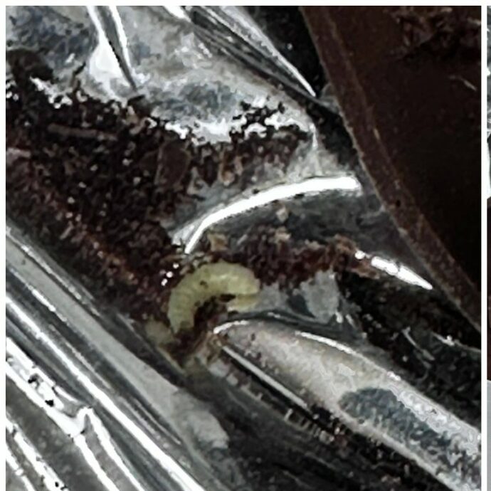 Uova di Pasqua piene di vermi al posto della sorpresa, la scoperta choc di un gruppo di studenti in gita: chiusa fabbrica di cioccolato in Irpinia