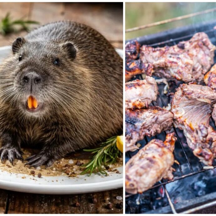 “Grigliata di nutrie per Pasquetta? Non si fanno i vaccini ma mangiano i topi”: l’ira di Matteo Bassetti dopo quanto successo a Gerre de’ Caprioli